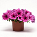 Петуния ампельная (Petunia trayling F1) Easy Wave Rose Fusion, 5 драже
