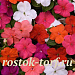 Бальзамин Уоллера (Impatiens walleriana F1) Beacon® MIX, 5 шт.