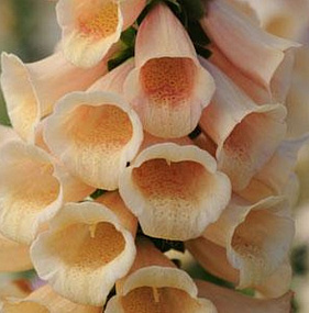 Наперстянка (Digitalis purpurea) Dalmatian Peach, 5 драже