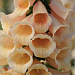 Наперстянка (Digitalis purpurea) Dalmatian Peach, 5 драже