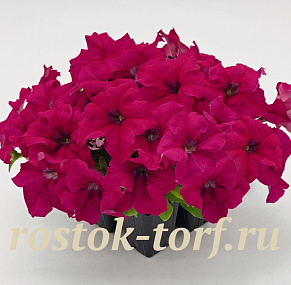 Петуния крупноцветковая (Petunia grandiflora F1) Success! 360° Deep Rose, 5 драже
