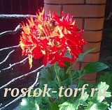 Пеларгония зональная (Pelargonium x hortorum) Quantum Red, 3 шт 
