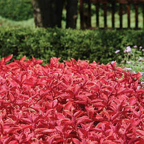 Колеус гибридный (Coleus hybrida) Wizard Sunset , 10 семян
