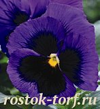 Big pack Виола виттрока (Viola wittrockiana) Mammoth™ Blue-Ti-Ful, 30 семян