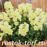 Львиный зев (Antirhinum majus F1) Twinny Lemon, 10 семян