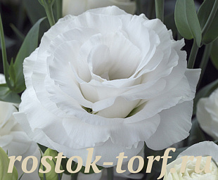 Эустома(Лизиантус) махровая (Eustoma grandiflorum) Arena White, 5 драже