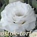 Эустома(Лизиантус) махровая (Eustoma grandiflorum) Arena White, 5 драже