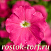 Big pack Петуния многоцветковая (Petunia multiflora) Damask F1 Rose, 30 драже