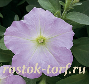 Петуния каскадная (Petunia trayling F1) Trilogy Lavander Pink, 5 драже