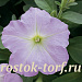 Петуния каскадная (Petunia trayling F1) Trilogy Lavander Pink, 5 драже