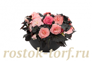Бегония клубневая (Begonia tuberhybrida) Nonstop Mocca Light Pink Shades, 5 драже