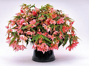 Бегония гибридная (Begonia x hybrida) Funky Light Pink, 3 драже