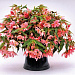 Бегония гибридная (Begonia x hybrida) Funky Light Pink, 3 драже