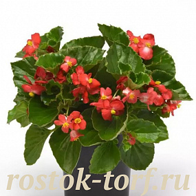 Бегония гибридная (Begonia x hybrida) Baby Wing Red, 3 драже