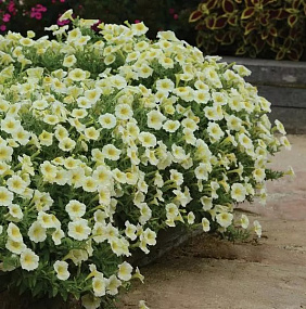 Петуния ампельная (Petunia trayling F1) E3 Easy Wave™ Yellow, 5 драже