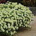 Петуния ампельная (Petunia trayling F1) E3 Easy Wave™ Yellow, 5 драже