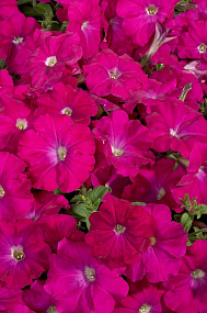 Петуния многоцветковая (Petunia hybrida F1 multiflora) Celebrity Carmine, 10 драже