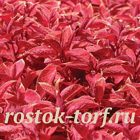 Колеус гибридный (Coleus hybrida) Wizard Sunset , 10 семян