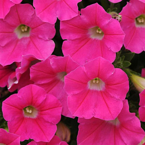 Петуния ампельная мелкоцветковая (Petunia trayling F1) Shock Wave Rose, 5 драже
