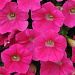 Петуния ампельная мелкоцветковая (Petunia trayling F1) Shock Wave Rose, 5 драже