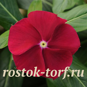 Катарантус розовый (Vinca rosea) Pacifica – Xp Cranberry, 10 семян
