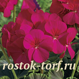 Пеларгония зональная (Pelargonium hortorum F1) BullsEye Cherry, 3 шт