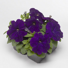 Big pack Петуния многоцветковая (Petunia multiflora) Damask F1 Blue, 30 драже