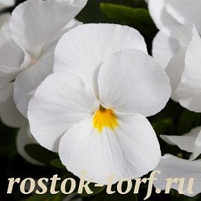 Виола виттрока (Viola wittrockiana F1) Freefall White, 5 семян 