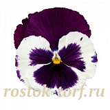 Виола виттрока (Viola wittrockiana) Inspire® DeluXXe White Violet Wing, 5 шт