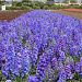 Дельфиниум высокий (Delphinium elatum) Guardian Blue, 3шт семян