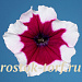 Петуния многоцветковая (Petunia hybrida F1 multiflora) Celebrity Burgundy Frost, 10 драже