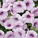 Петуния ампельная мелкоцветковая (Petunia trayling F1) Shock Wave Pink Vein, 5 драже