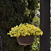 Петхоа (Petchoa) Caliburst™ Yellow, 3 драже