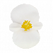Бегония вечноцветущая Begonia semperflorens Cocktail® Whiskey, 10 драже