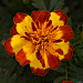 Бархатцы отклоненные (Tagetes patula) Flamenco, 10 семян