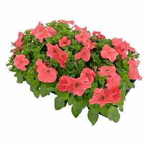 Big pack Петуния крупноцветковая (Petunia grandiflora F1) Success! 360° Deep  Salmon, 30 драже