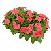 Big pack Петуния крупноцветковая (Petunia grandiflora F1) Success! 360° Deep  Salmon, 30 драже