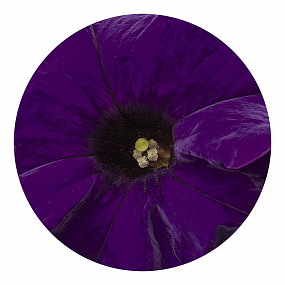 Big pack Петуния крупноцветковая (Petunia grandiflora F1) Success! 360° Blue, 30 драже