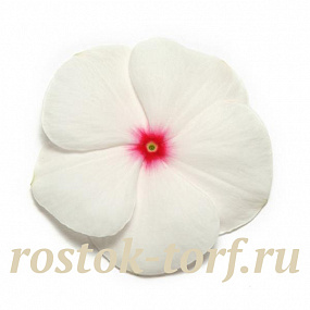 Катарантус розовый (Vinca rosea) Pacifica – Xp Polka Dot Xp, 10 семян
