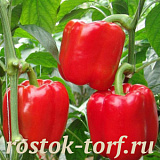 Перец сладкий Калифорнийское чудо красный, 5 шт семян