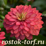 SALE Цинния (Zinnia marylandica) Double Zahara™ Salmon, 2 шт семян