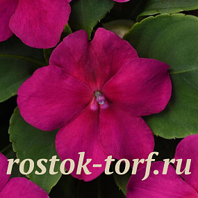 Big pack Бальзамин Уоллера (Impatiens walleriana F1) Beacon® Violet shades, 30 шт