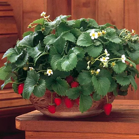 Земляника крупноплодная ремонтантная (Fragaria ananassa) Fresca, 5 семян