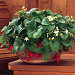 Земляника крупноплодная ремонтантная (Fragaria ananassa) Fresca, 5 семян
