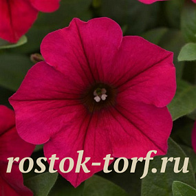 Петуния ампельная многоцветковая (Petunia trayling F1) Wave Carmine Velour, 5 драже