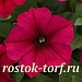 Петуния ампельная многоцветковая (Petunia trayling F1) Wave Carmine Velour, 5 драже
