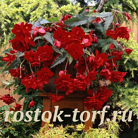 Бегония клубневая каскадная (Begonia tuberosa) Sun Dancer Red, 3 драже