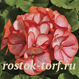 Пеларгония зональная (Pelargonium hortorum F1) Maverick Scarlet Picotee, 3 шт. обраб.