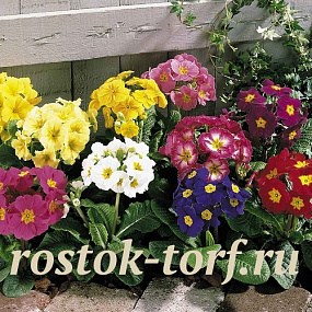 Примула Primula elatior Crescendo® Mix, 5 драже