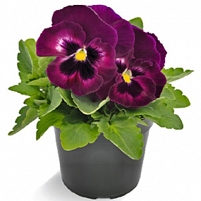 Big pack Виола виттрока (Viola wittrockiana) Inspire® DeluXXe Rose Velour 30 шт